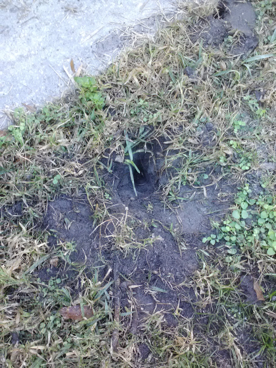 What's digging these holes? (Sarasota, Hernando: house ...