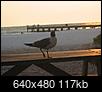 Manatee and Sarasota Counties, Florida-seagull-table.jpg