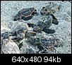 Sarasota-Bradenton-Venice Pictures-copy-2-turtle-patrol-swimmingpoolinstallation-067.jpg