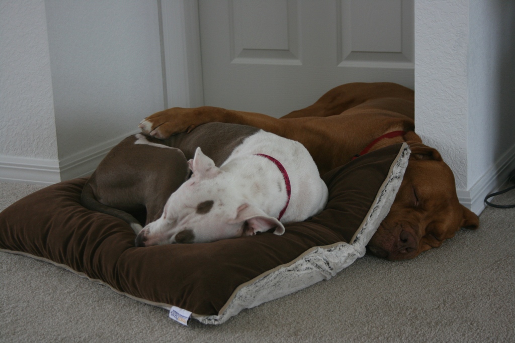 dog adoption (Sarasota, Bradenton: club, shop, retired ...