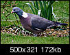 Local Birds-wood-pigeon3.jpg