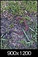 What snake is this?-june09-031.jpg