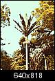 Most Northern Subtropical climate in the world?-tresco_rhopie1980.jpg