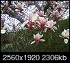 Spring Photo Thread 2016-20160325_150524.jpg