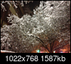 2017-18 Winter Photo Thread (NH)-tree.png