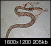 HELP! A freaking snake in my basement.-copperhead.jpg