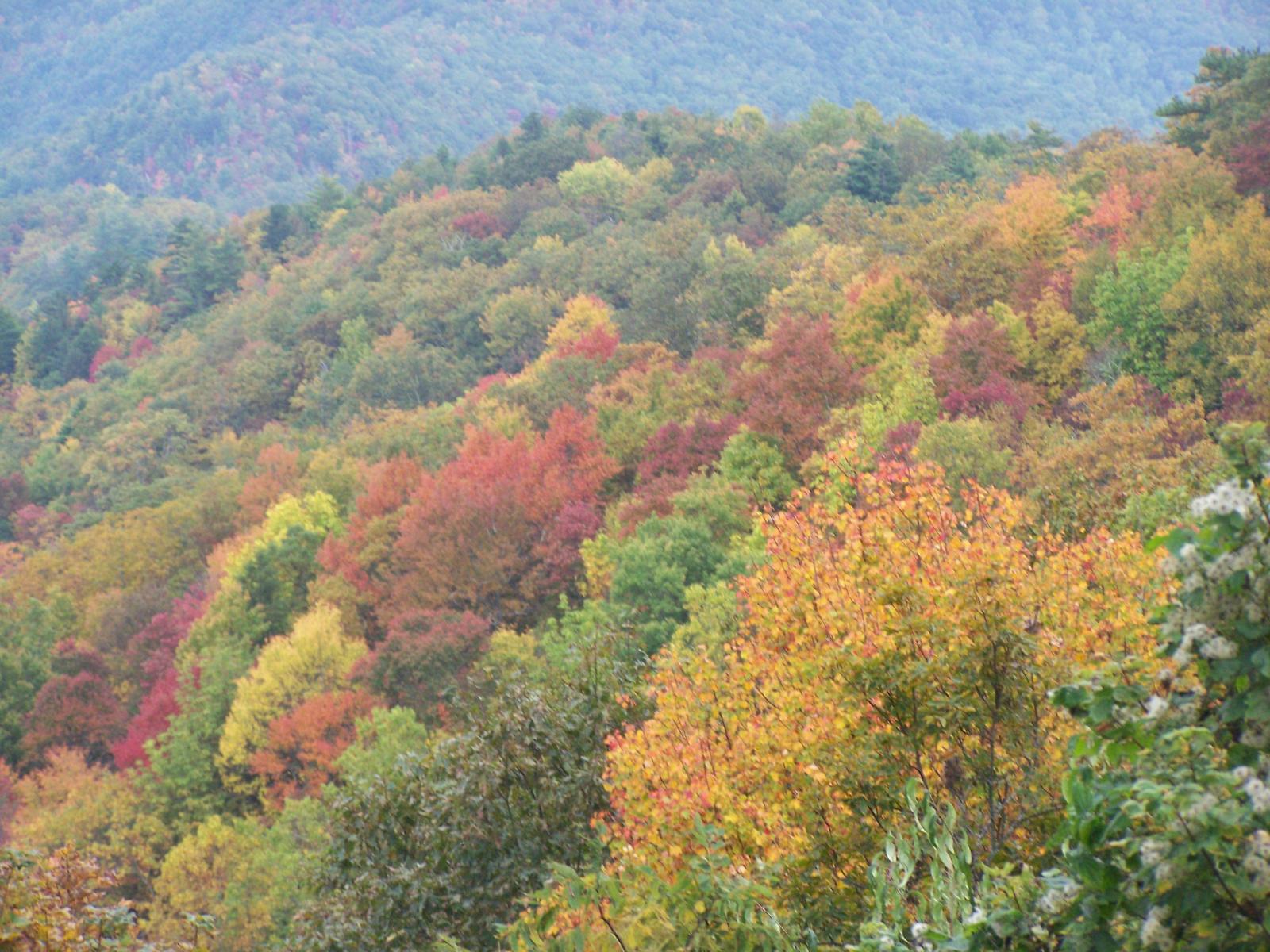 Leaf color change yet? - Western North Carolina - North Carolina (NC