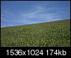 Official Wyoming Picture Thread-wildflowerhillside.jpg