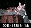 Lost Cat Norwegian Forest Cat named "Gunnr"  Sheridan WY-p1010739.jpg