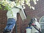 Live Bee Removal The Woodlands Texas