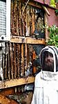 Live Bee Removal from restaurant wall Houston Texas