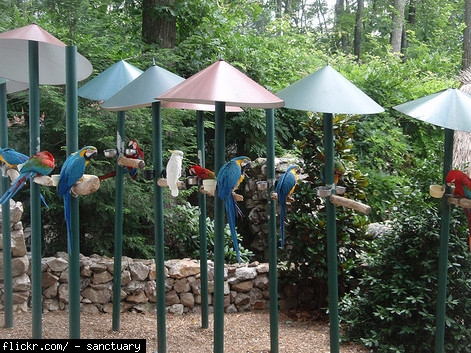 Parrot Mountain Gardens Pigeon Forge Tn Park