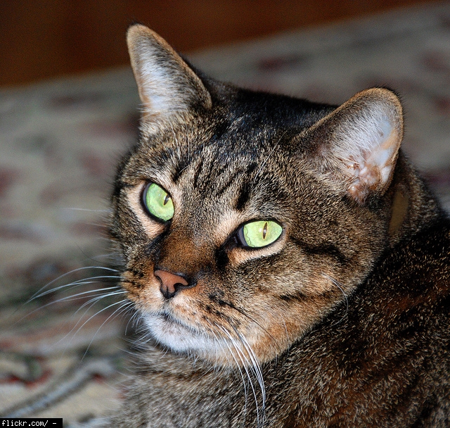 sightly unequal pupil size in cats