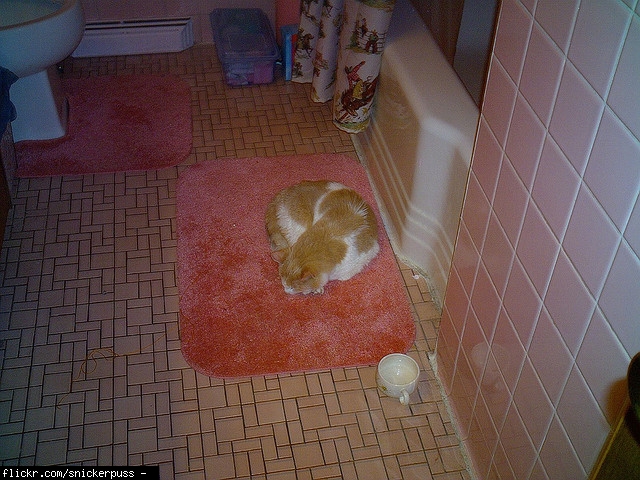 Sick cat throwing up foam, not eating, not drinking, etc. (kittens