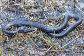 ... black snakes in my backyard (Tampa, Deltona: landscaping, live