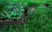 Green Ivy Bermuda Grass Wooden Planter