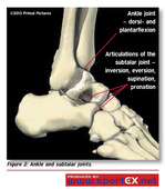 Ankle and subtalar joints