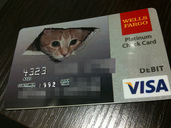 Ceiling Cat Debit Card