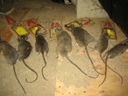 Rat Busters