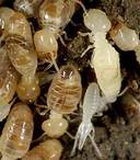 Direct Services Termite and Pest Control