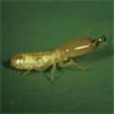 Direct Services Termite and Pest Control