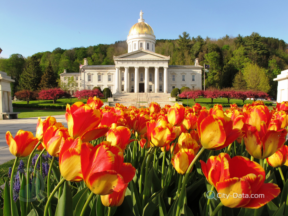Tulips at the vermont state house