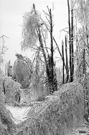 New York Severe Winter Storms (DR-1196)