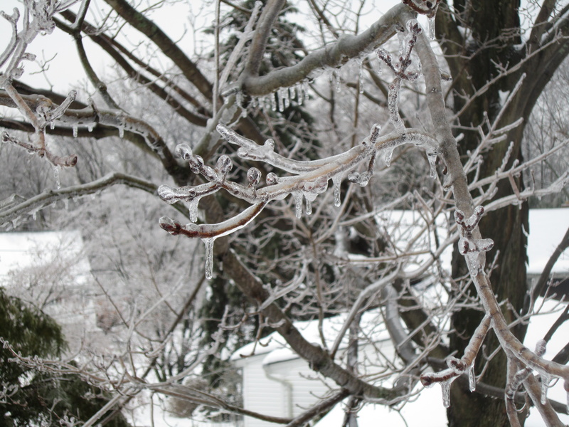 Ice forms around tree branches under sub-zero conditions. Most of Northern...