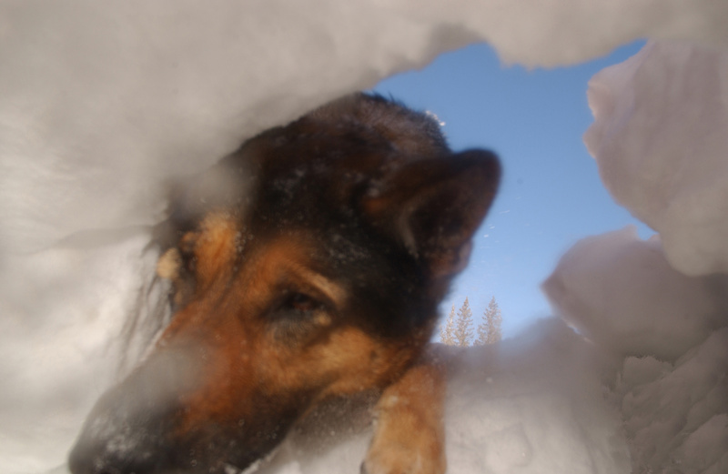 Abba, a certified avalanche rescue dog, digs out a victim in mock exercise...