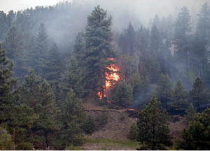 Trees explode into flame south of Pine Junction.                     ...