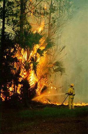 Bunnell: Florida Florida Extreme Fire Hazard (DR-1223)