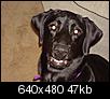 Click image for larger version

Name:	Shelby 9 months.jpg
Views:	433
Size:	47.0 KB
ID:	11189