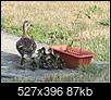 Click image for larger version

Name:	ducks.jpg
Views:	1662
Size:	87.1 KB
ID:	114516