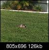 Click image for larger version

Name:	Armadillo.jpg
Views:	1518
Size:	126.3 KB
ID:	119158