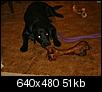 Click image for larger version

Name:	Shelby with bone.jpg
Views:	961
Size:	50.7 KB
ID:	14133