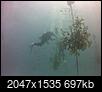 Click image for larger version

Name:	Atlantic_Edge_Coral_Pics_3.jpg
Views:	93
Size:	697.1 KB
ID:	153325