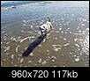 Click image for larger version

Name:	Missy at the beach.jpg
Views:	228
Size:	116.5 KB
ID:	178417