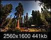 Click image for larger version

Name:	sequoia_national_park_widescreen_forest_wallpaper-wide.jpg
Views:	169
Size:	441.2 KB
ID:	183971