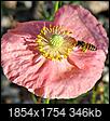 Click image for larger version

Name:	2008-05-04 New Flower144a.jpg
Views:	68
Size:	346.5 KB
ID:	190782