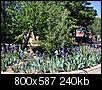 Click image for larger version

Name:	Irises 12th and Gidding.jpg
Views:	335
Size:	240.0 KB
ID:	19968