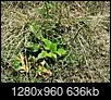 Click image for larger version

Name:	plant in yard.jpg
Views:	129
Size:	636.2 KB
ID:	199975