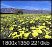 Click image for larger version

Name:	Desert dandelions sm.jpg
Views:	135
Size:	2.16 MB
ID:	209320