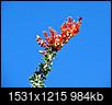 Click image for larger version

Name:	Ocotillo bloom.jpg
Views:	59
Size:	983.9 KB
ID:	209322