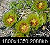 Click image for larger version

Name:	Barrell cactus flower sm.jpg
Views:	92
Size:	2.04 MB
ID:	209324