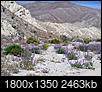 Click image for larger version

Name:	Coachwhip Canyon lupine.jpg
Views:	83
Size:	2.41 MB
ID:	209325