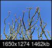 Click image for larger version

Name:	Ocotillo branches.jpg
Views:	41
Size:	1.43 MB
ID:	209326