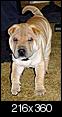 Click image for larger version

Name:	chinese-shar-pei-0007.jpg
Views:	5207
Size:	15.4 KB
ID:	2165