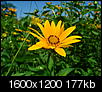 Click image for larger version

Name:	Yellow flower, 07.13.08.jpg
Views:	2326
Size:	176.7 KB
ID:	23926