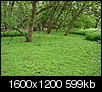 Click image for larger version

Name:	Sea of green, 05.15.08.jpg
Views:	2783
Size:	599.1 KB
ID:	23931