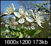 Click image for larger version

Name:	Honeysuckle, 05.04.08.jpg
Views:	1871
Size:	172.6 KB
ID:	23935
